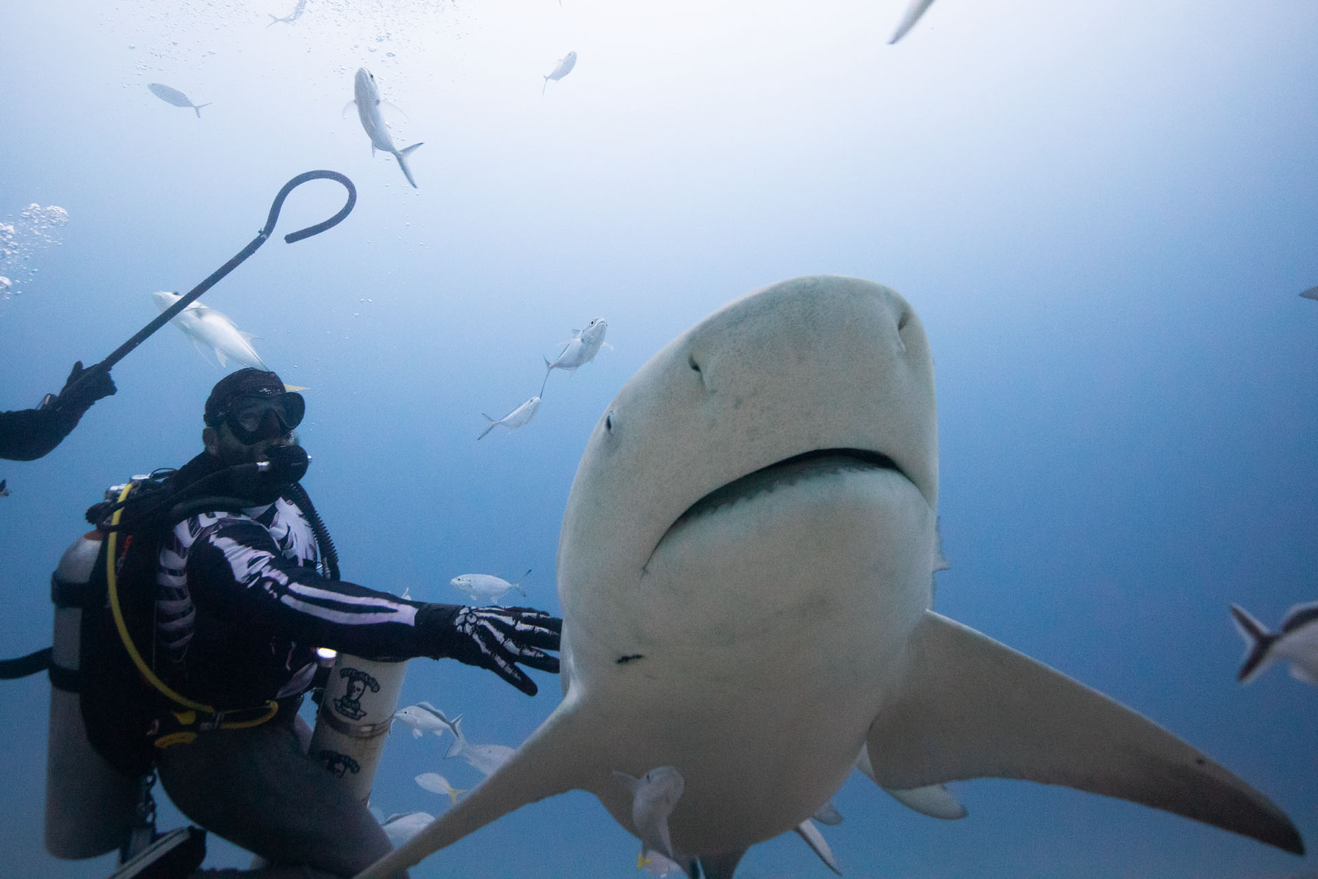 Bull Shark Feeding (Dec 11, 2024)