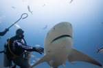 Bull Shark Feeding