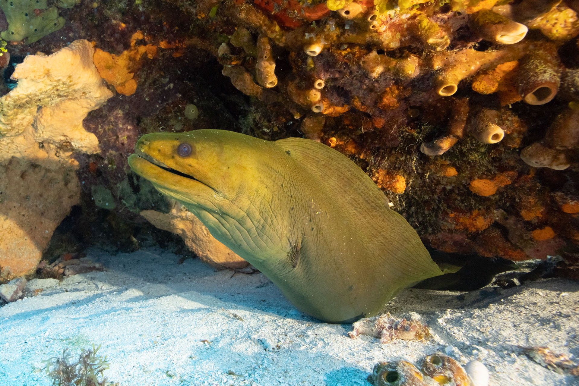 Green Moray (Dec 9, 2024)