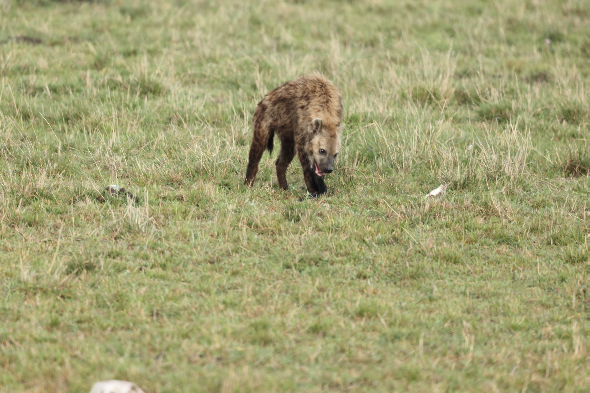 Hyaenas eat wildebeest carcass (Sep 30, 2025)