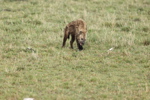 Hyaenas eat wildebeest carcass