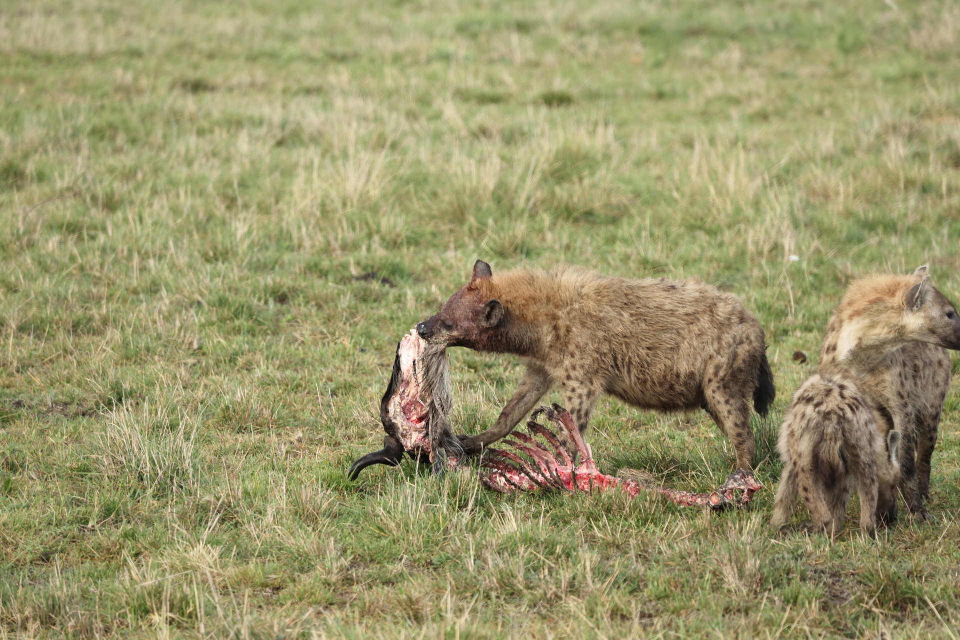 Hyaenas eat wildebeest carcass (Sep 30, 2025)