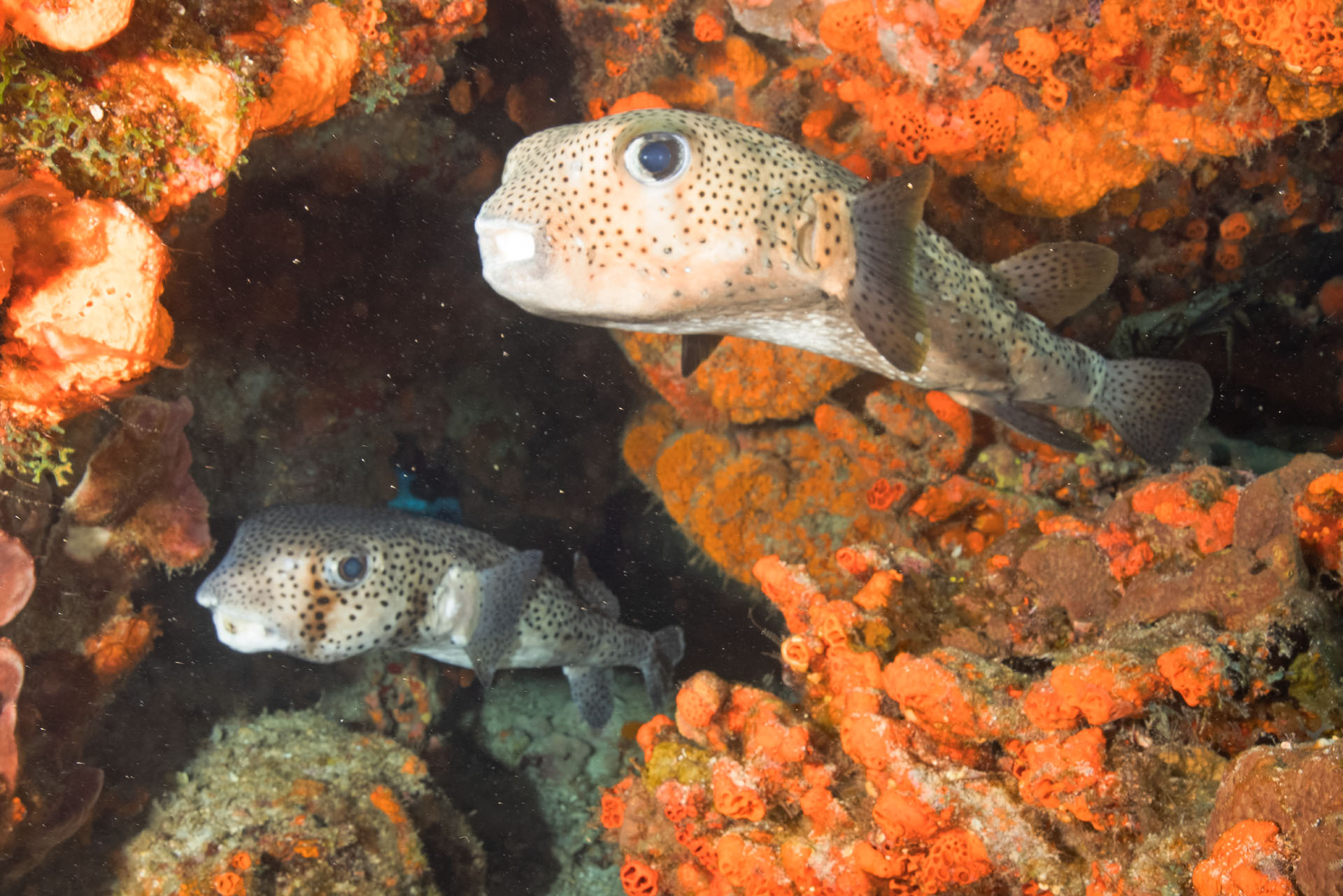 A pair of porcupinefish (Dec 10, 2024)