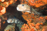 A pair of porcupinefish