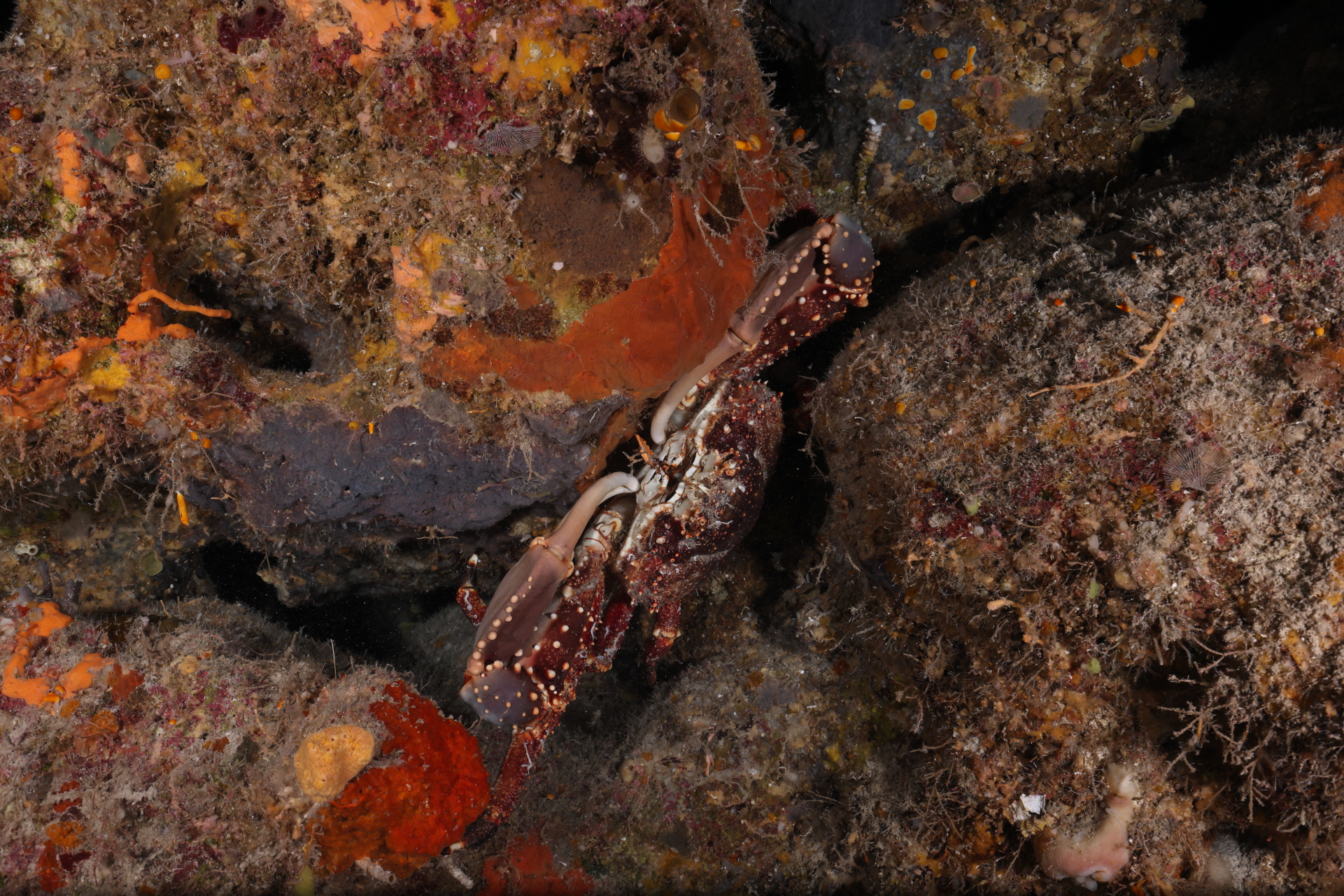 Crab in Rocks (Feb 2, 2023)