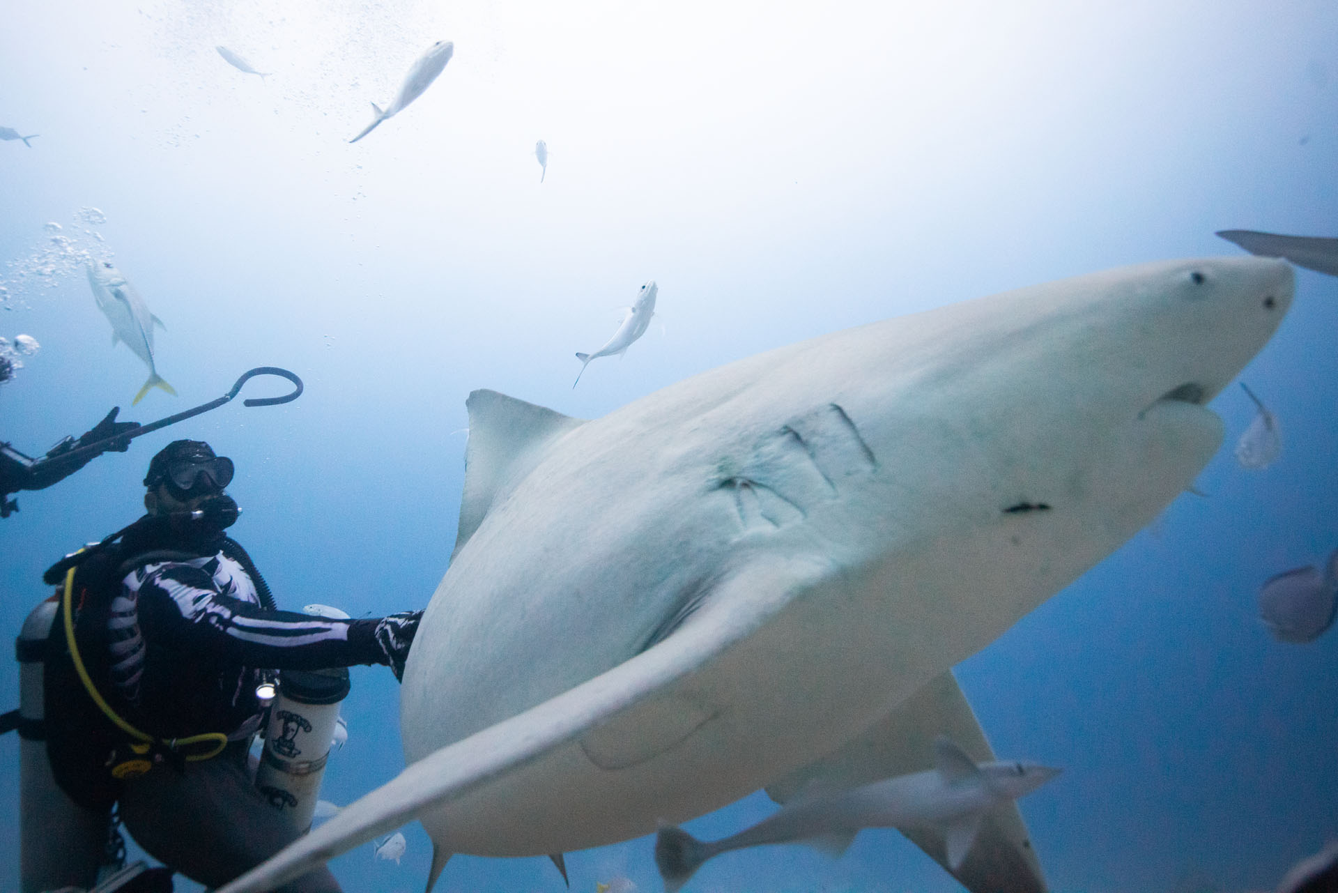 Bull Shark Feeding (Dec 11, 2024)