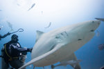 Bull Shark Feeding