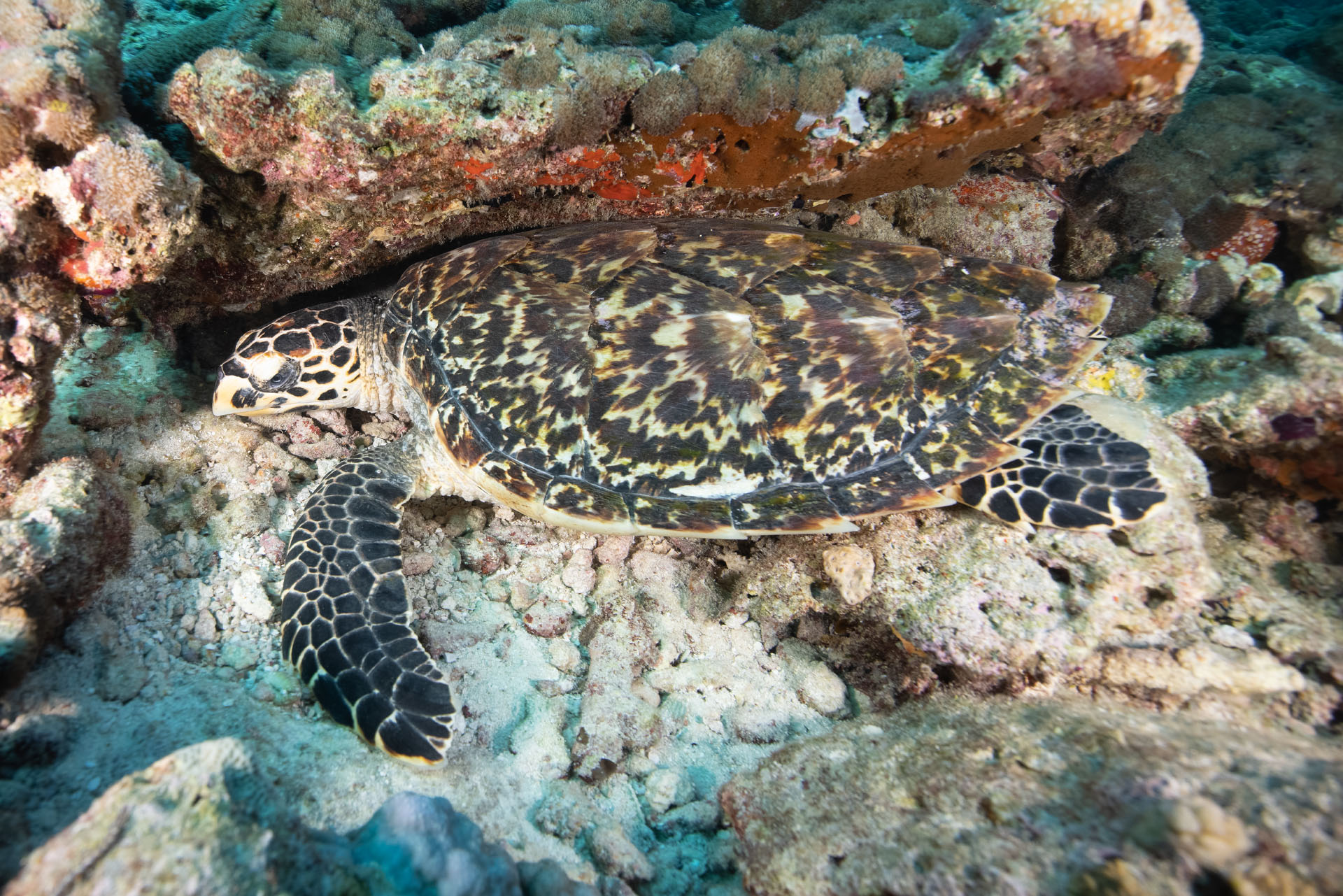 Hawksbill Turtle Resting (Feb 6, 2025)