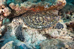 Hawksbill Turtle Resting