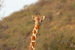 Reticulated Giraffe
