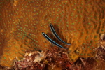Caribbean Neon Goby