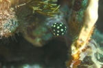 Juvenile Spotted Trunkfish