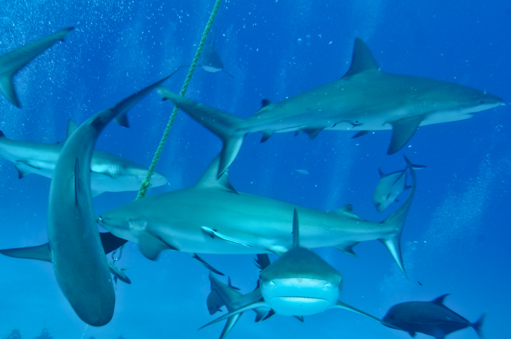 Shark Feeding (May 8, 2012)