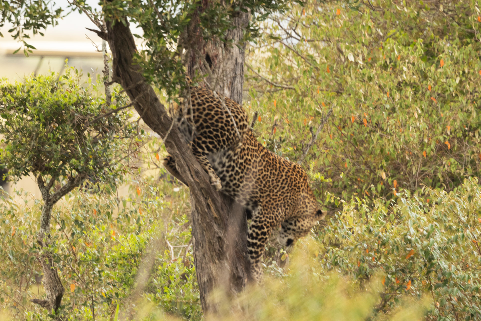 Leopard Climbing Down Tree (Sep 30, 2025)