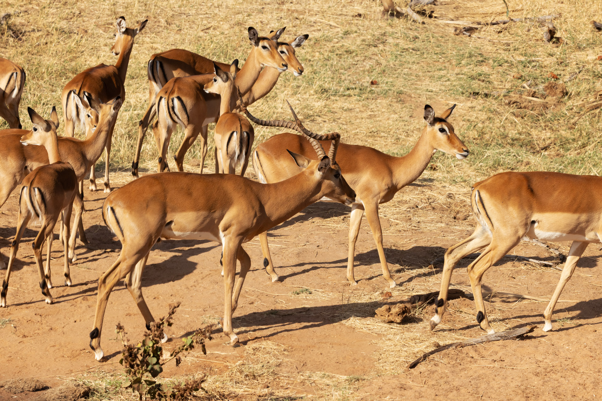 Herd of Imapala (Sep 24, 2025)