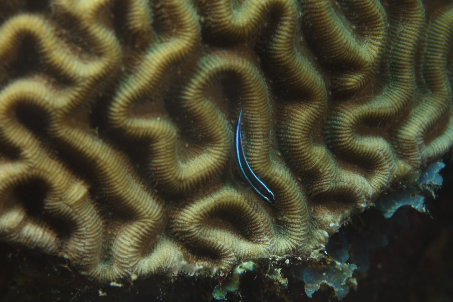 Caribbean Neon Goby on Brain Coral (Sep 13, 2018)