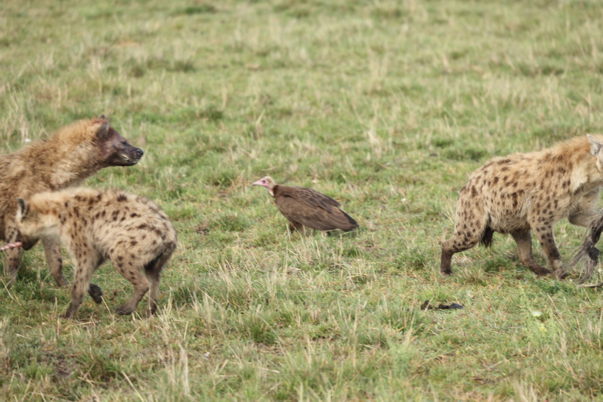 Hyaenas eat wildebeest carcass (Sep 30, 2025)