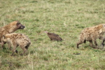 Hyaenas eat wildebeest carcass