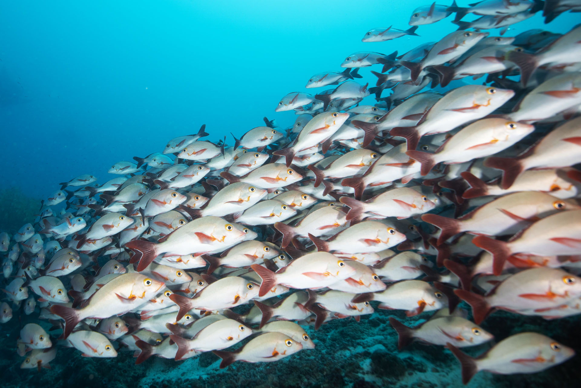 Humpback Red Snapper (Feb 6, 2025)