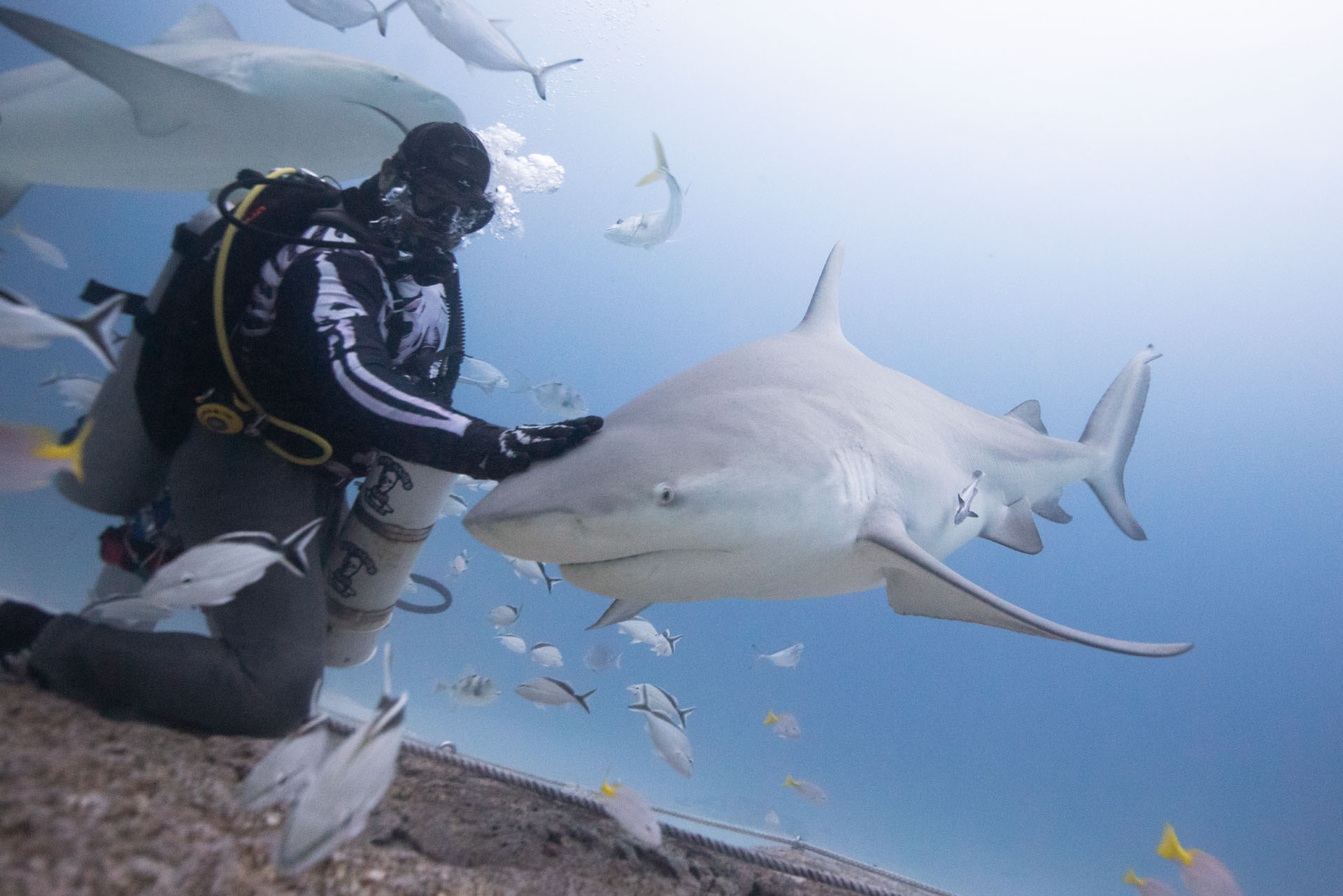 Bull shark feeding (Dec 11, 2024)