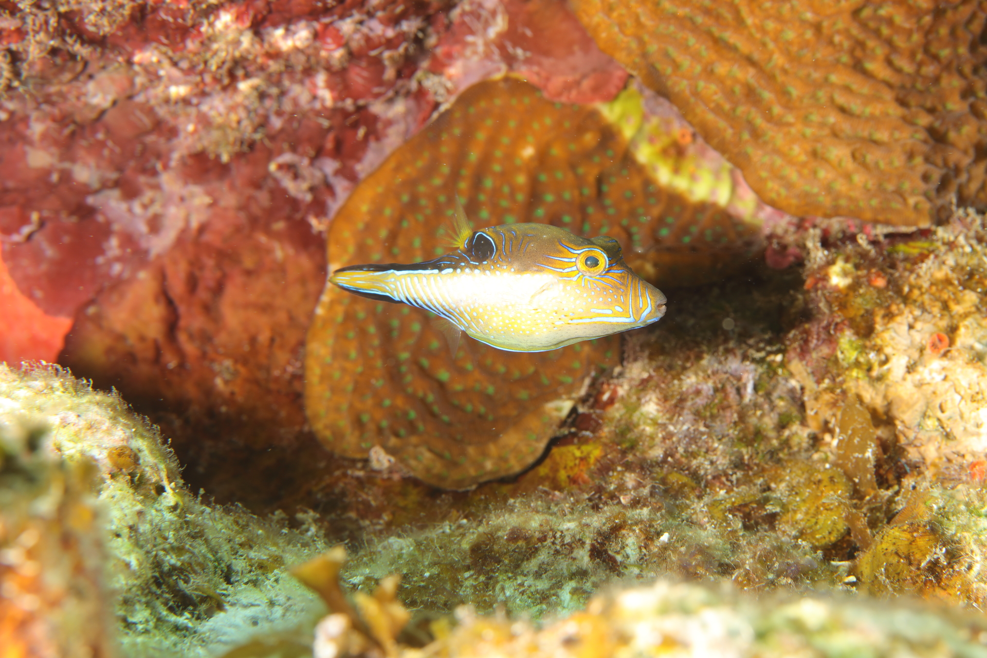 Snoutnose Pufferfish (Jun 30, 2022)