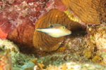 Snoutnose Pufferfish