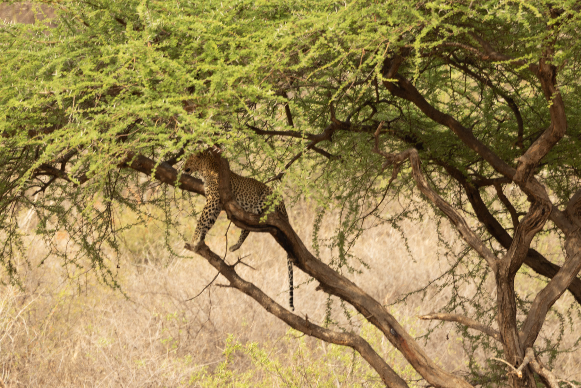 Leopard Sleeping in Tree (Sep 25, 2025)
