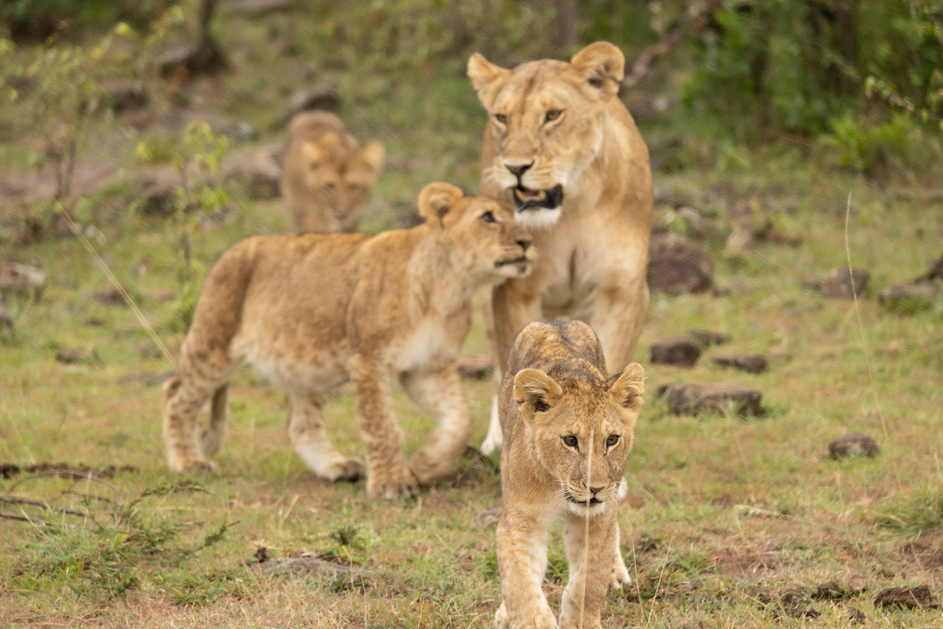Mom and Cubs (Sep 28, 2025)