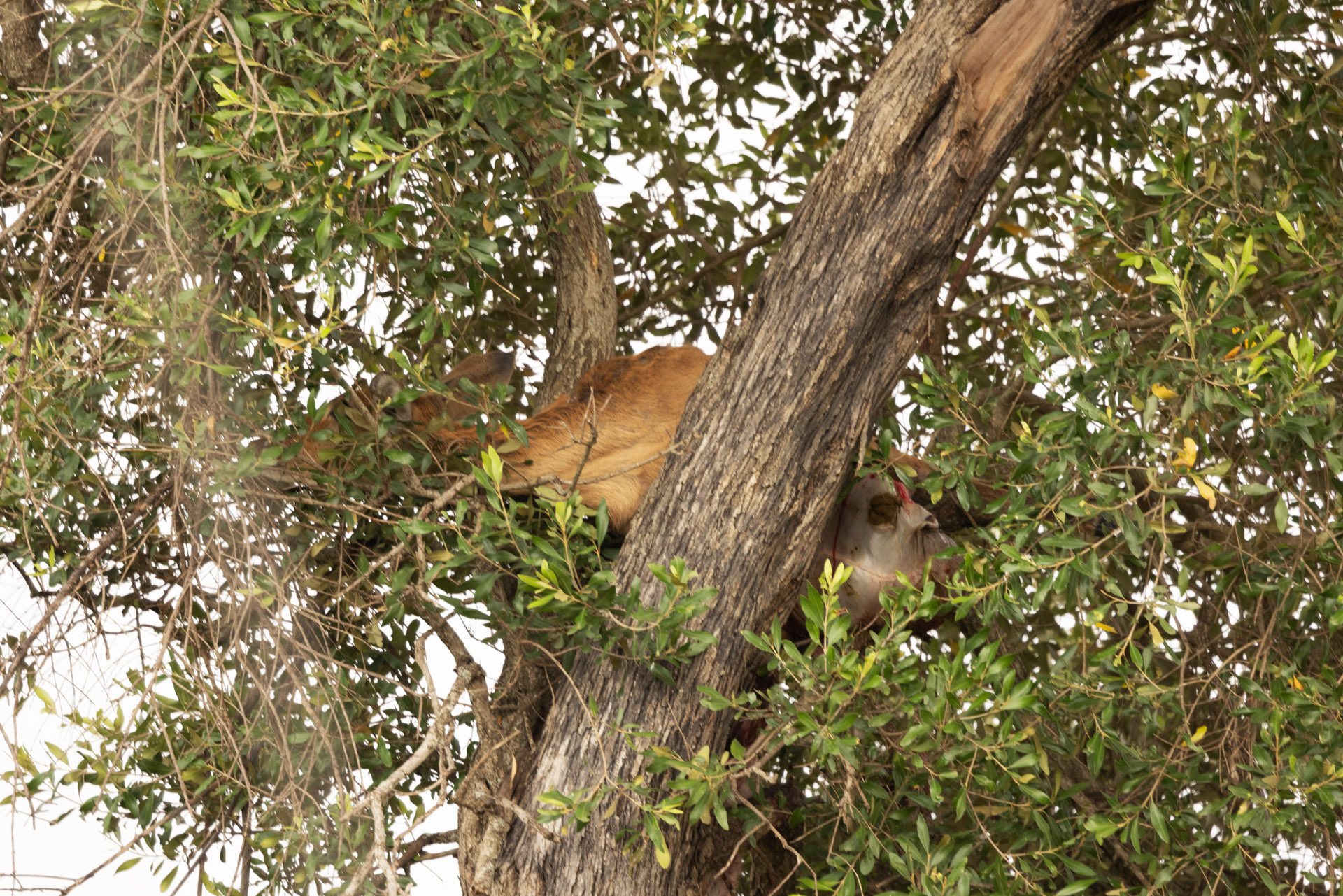 Leopard Kill in Tree (Sep 30, 2025)