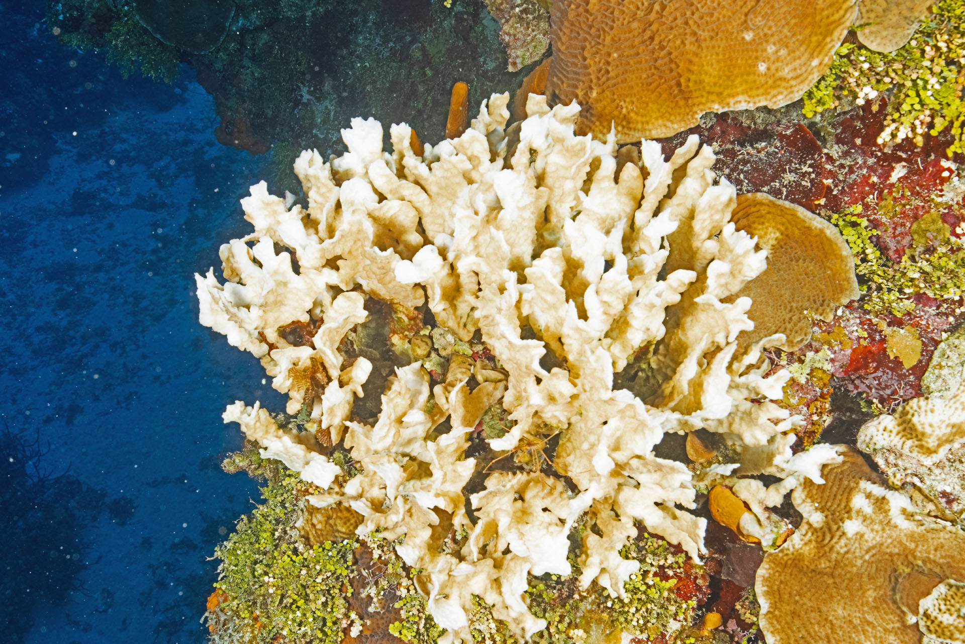 Bleached Fused Staghorn Coral (Dec 9, 2024)