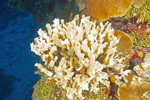 Bleached Fused Staghorn Coral