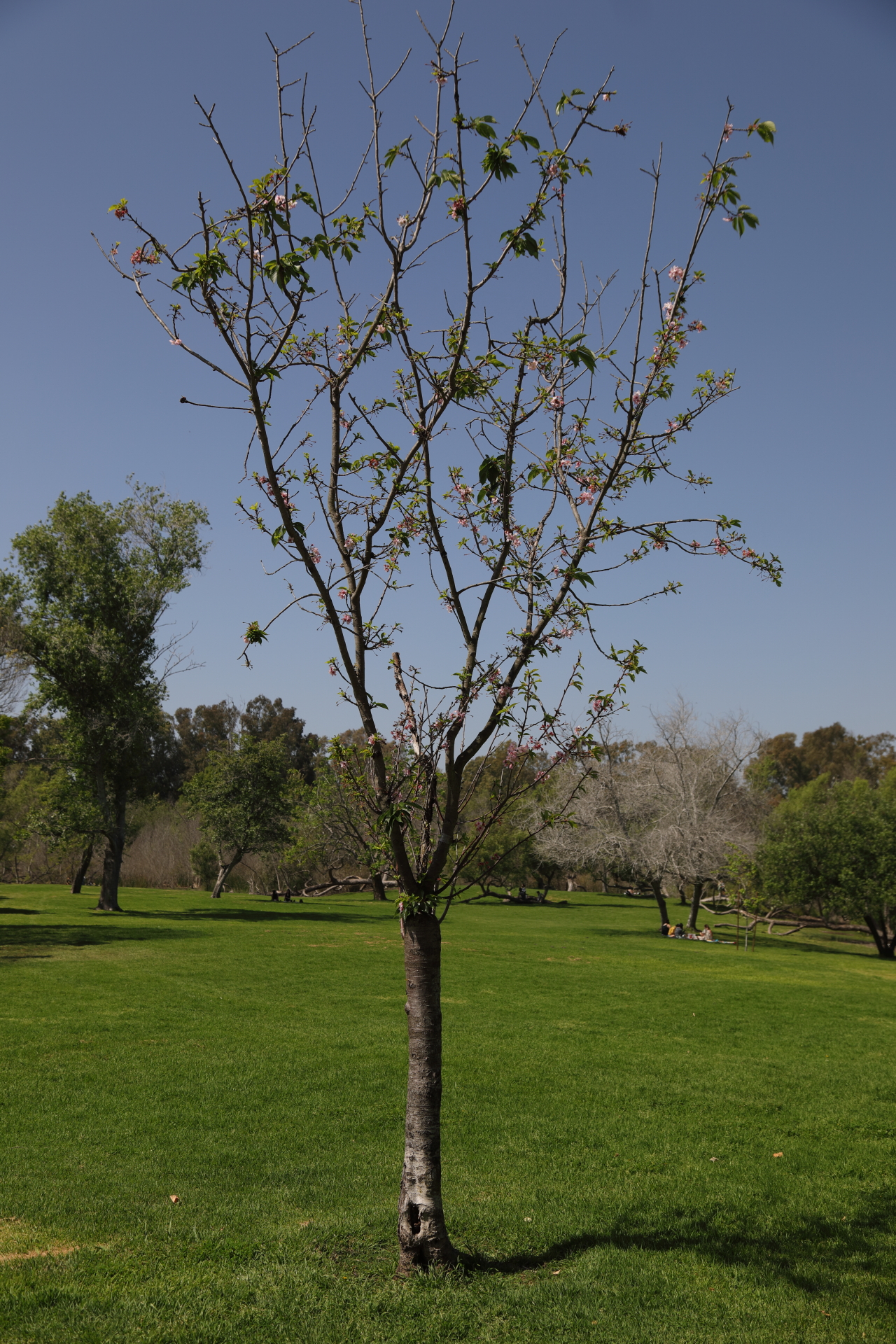 Cherry Blossom Tree (Apr 9, 2022)
