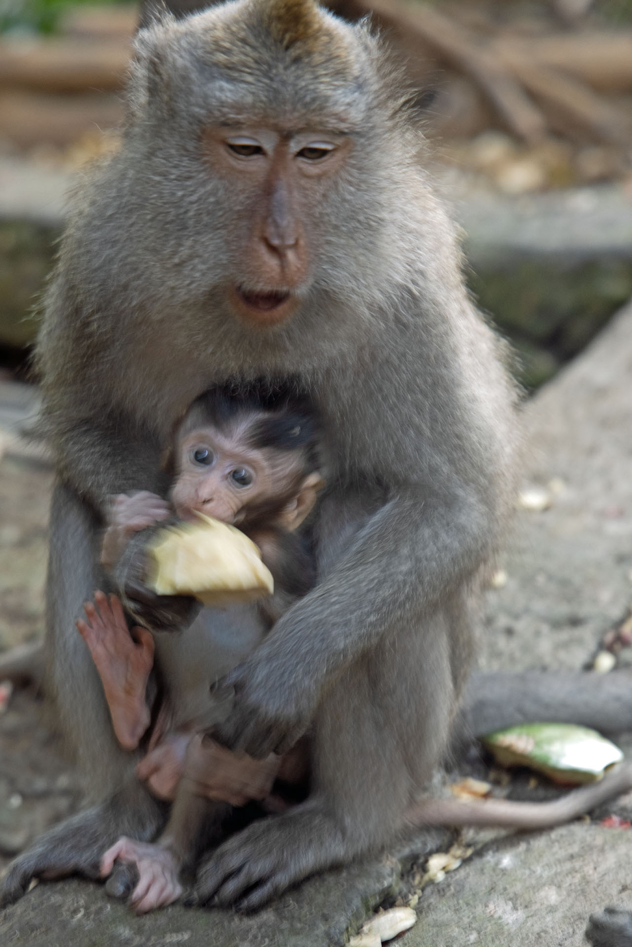 Monkey and Child (Oct 12, 2023)
