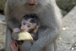 Monkey and Child