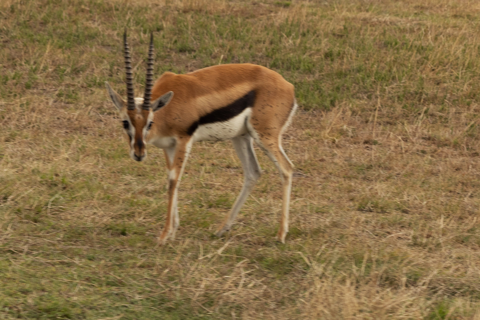 Thompson's Gazelle (Sep 27, 2025)
