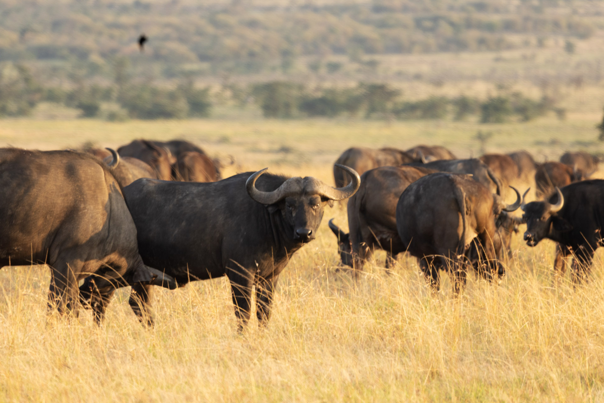 Buffalo Herd (Sep 28, 2025)
