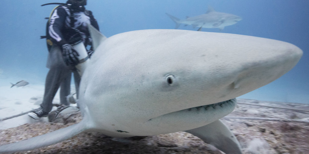 Bull Sharks