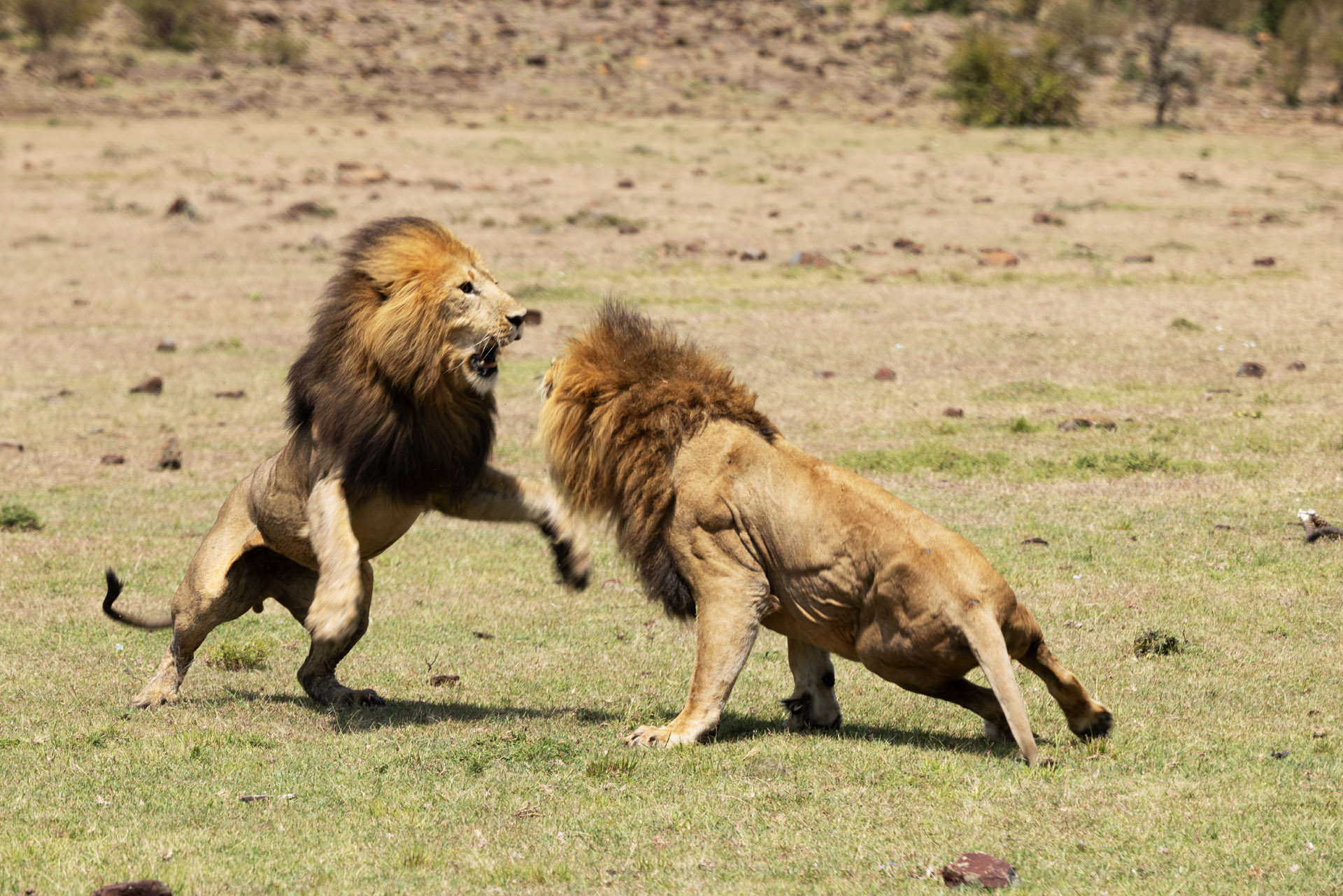 Male Lion Fight (Sep 28, 2025)