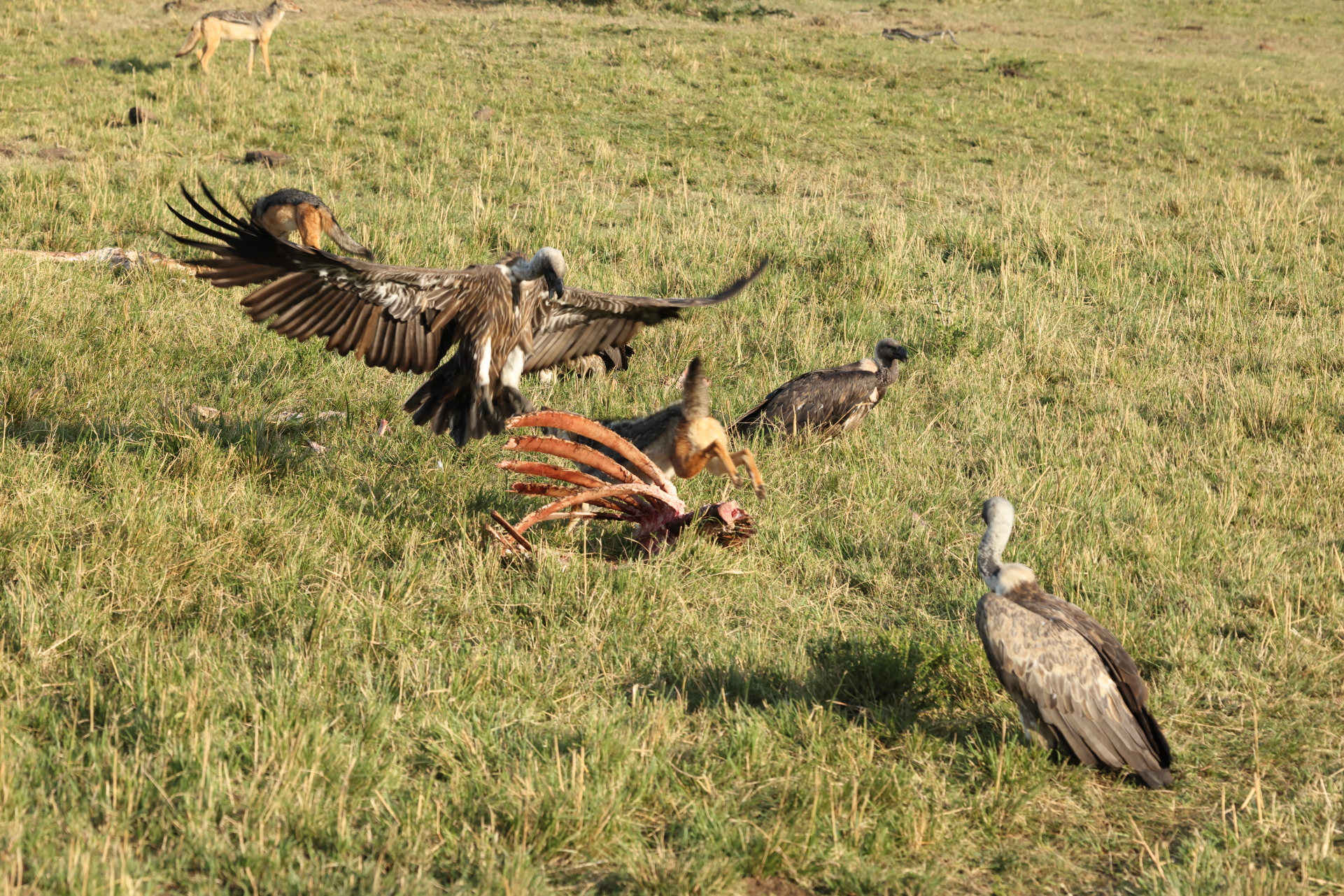 Jackal Chasing Away Vulture (Sep 28, 2025)