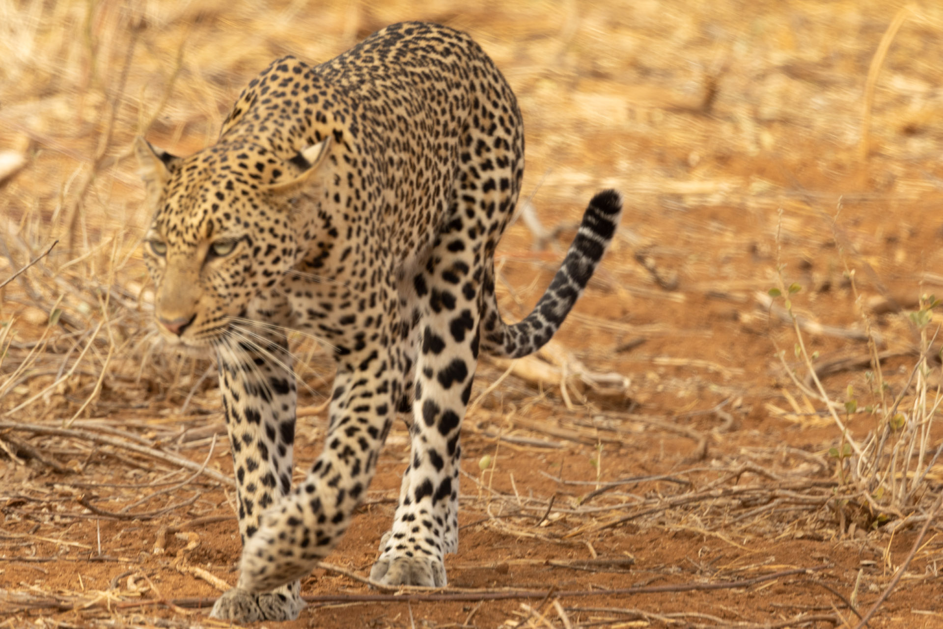 Leopard Looking for Food (Sep 25, 2025)