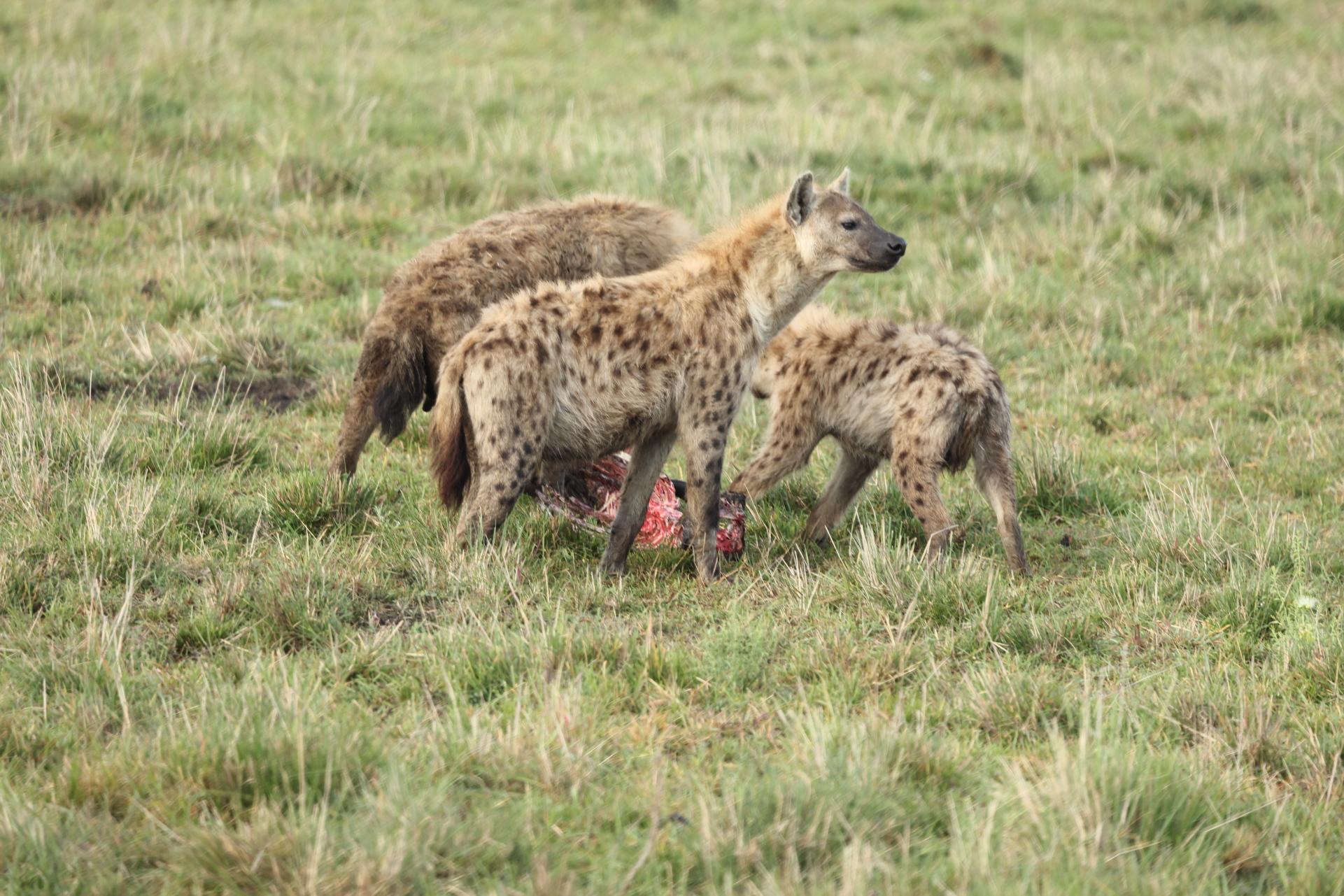 Hyaenas eat wildebeest carcass (Sep 30, 2025)
