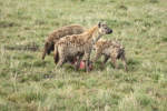 Hyaenas eat wildebeest carcass