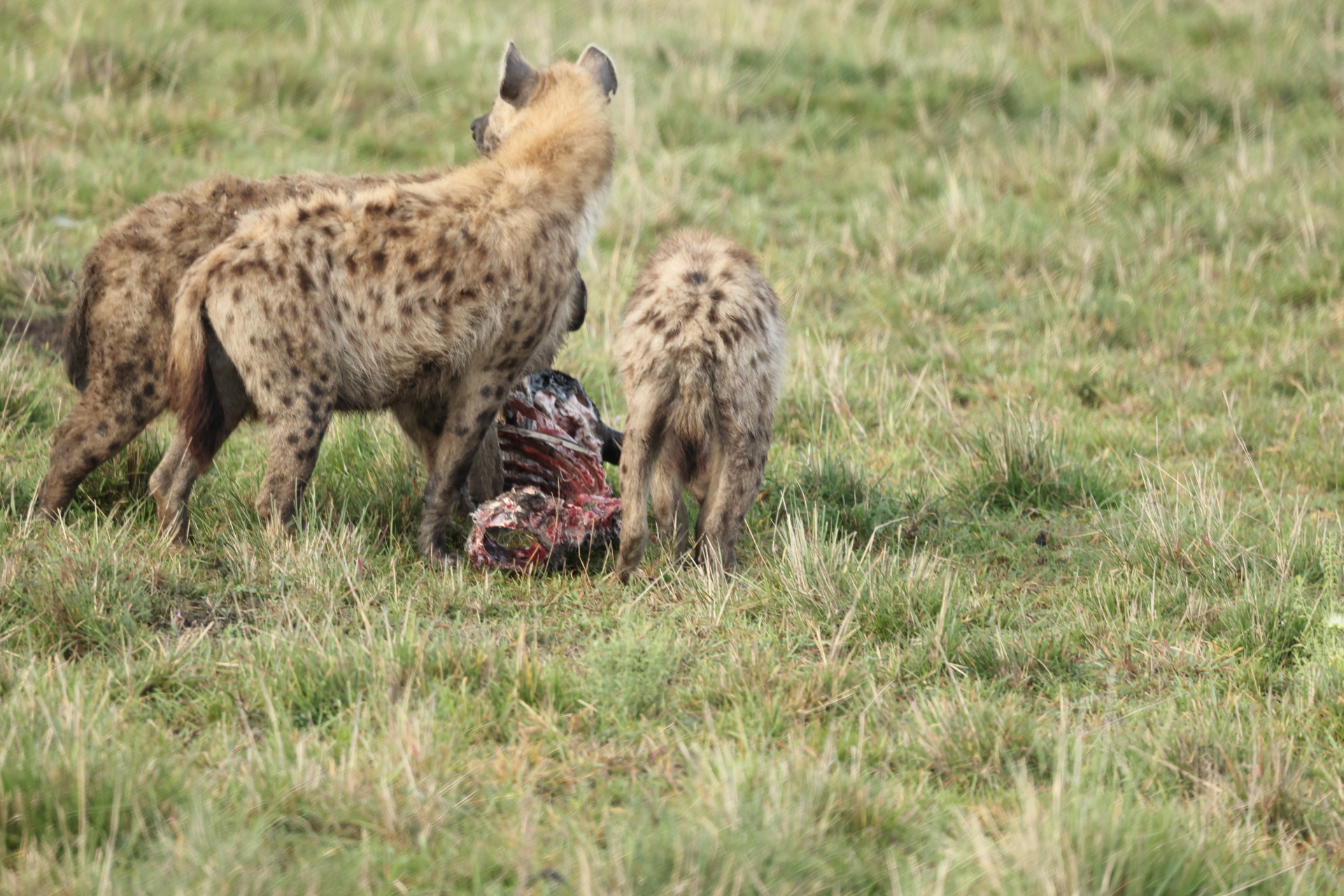 Hyaenas eat wildebeest carcass (Sep 30, 2025)