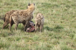 Hyaenas eat wildebeest carcass