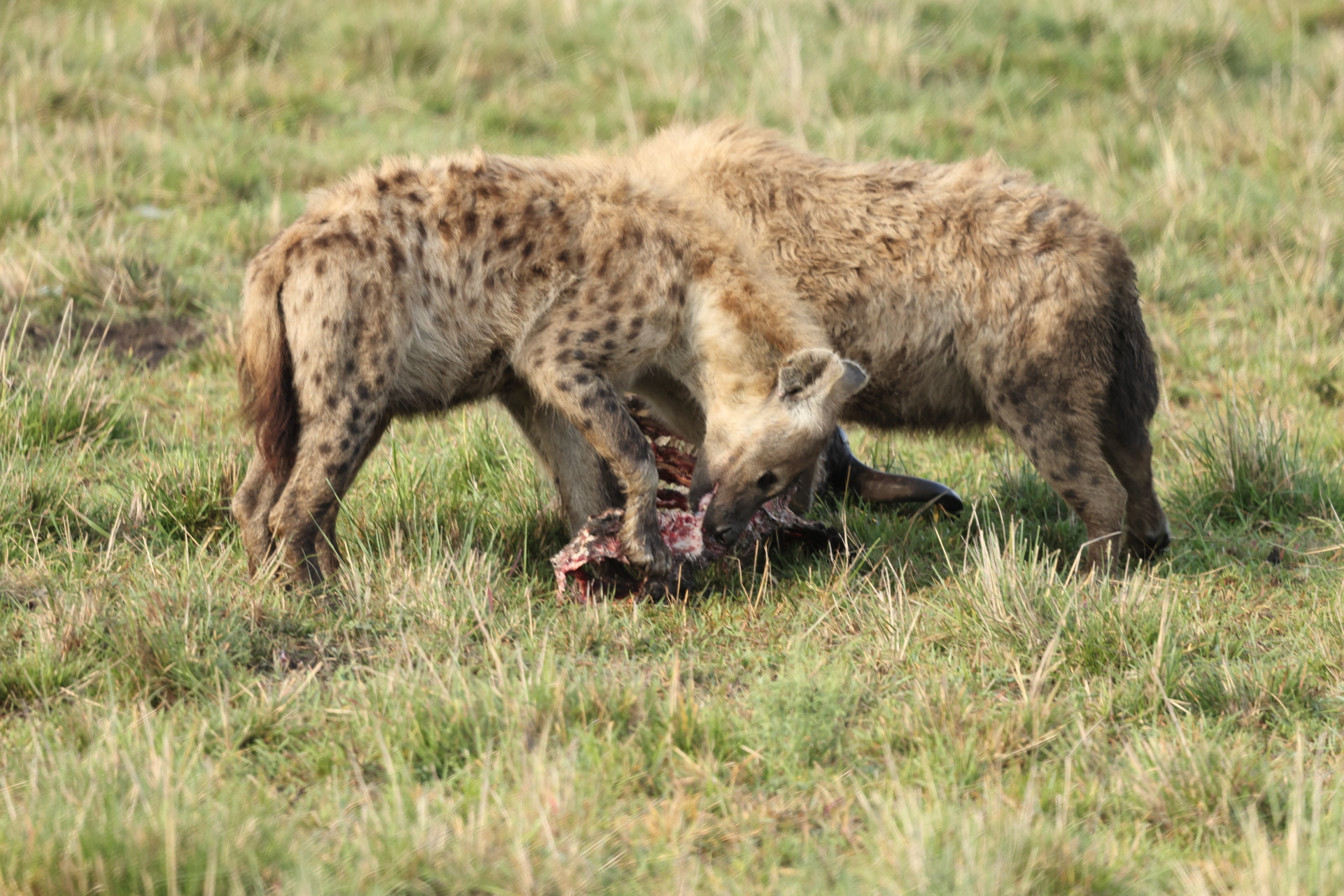 Hyaenas eat wildebeest carcass (Sep 30, 2025)