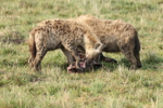 Hyaenas eat wildebeest carcass