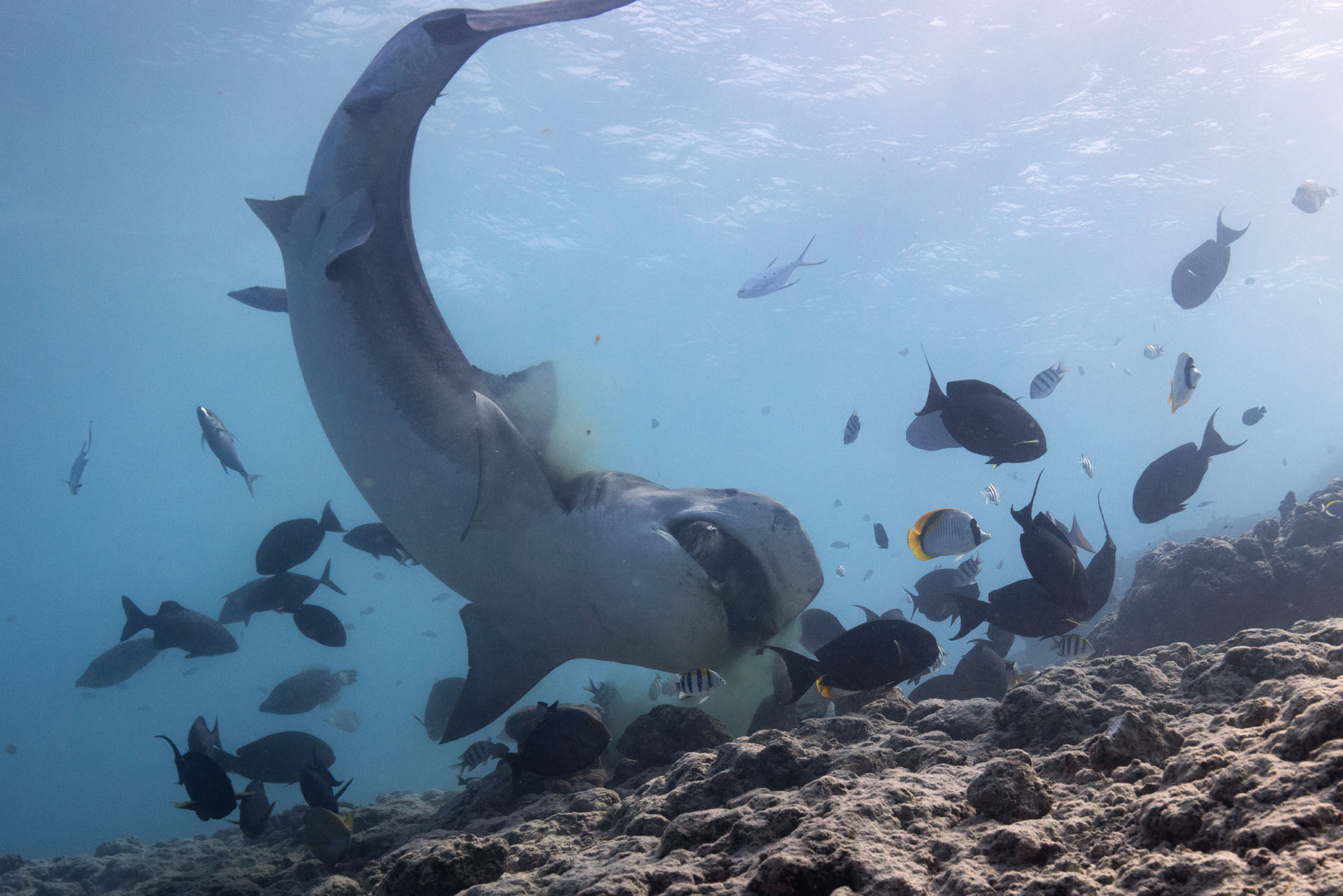 Tiger Shark Eating 2 (Feb 12, 2025)