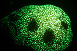 Bioflourescent Photo of Coral