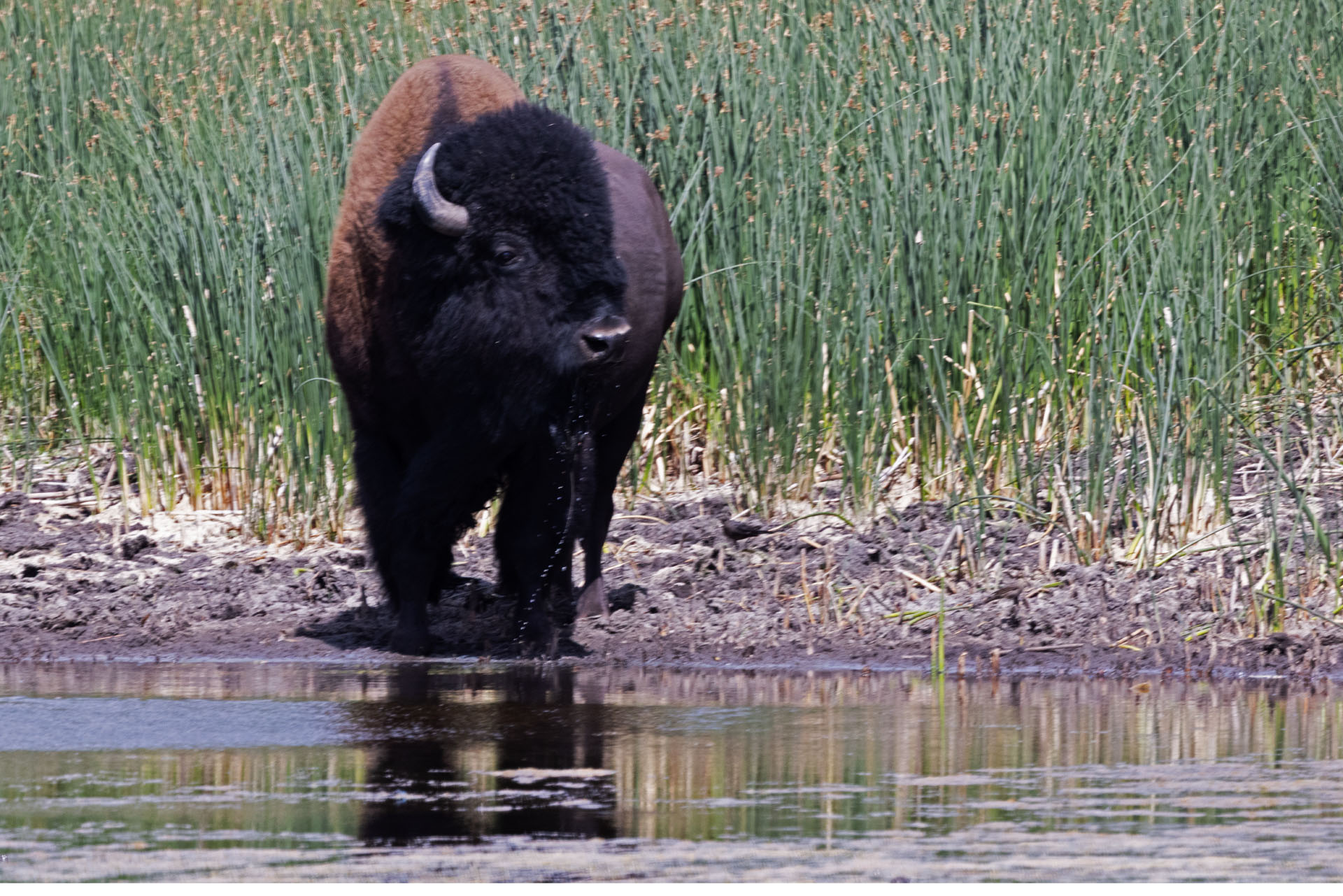 Bison Getting a Drink (Jul 25, 2025)