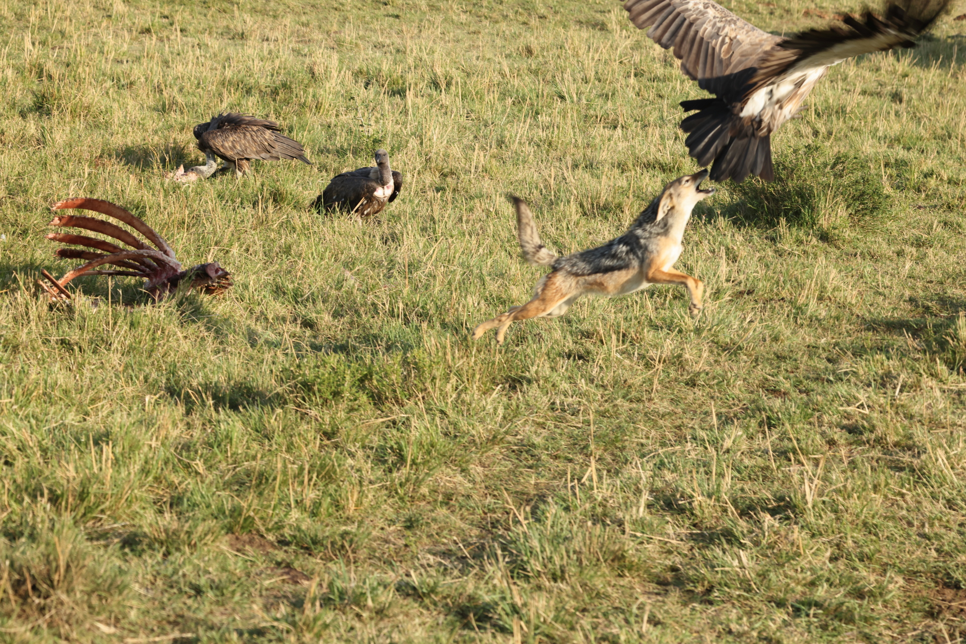 Jackal Leaping to Chase Vulture (Sep 28, 2025)